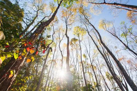 Bright spring forest at sunrise. Stock Photos