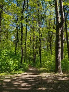 Bright Spring Forest With Young Green Trees Stock Photos