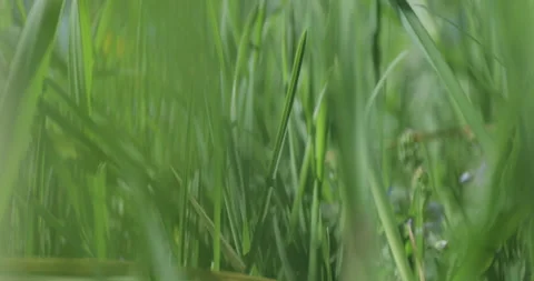 Bright spring grass, the camera moves through the grass close to the ground Stock Footage 131385656