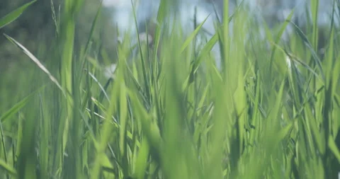 Bright spring grass, the camera moves through the grass close to the ground Stock Footage 131386055
