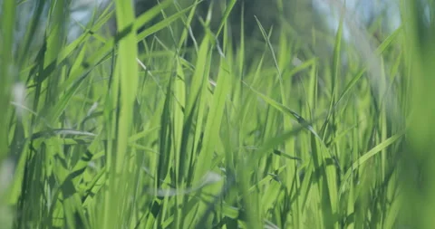 Bright spring grass, the camera moves through the grass close to the ground Stock Footage 131386500
