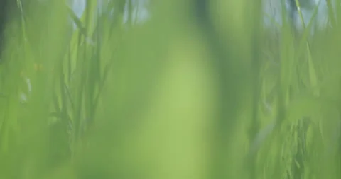Bright spring grass, the camera moves through the grass close to the ground Stock Footage 131386807