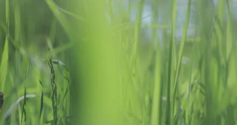Bright spring grass, the camera moves through the grass close to the ground Stock Footage 131387099