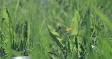 Bright spring grass, the camera moves through the grass close to the ground Stock Footage 131387330