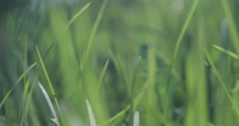 Bright spring grass, the camera moves through the grass close to the ground Stock Footage 131387475