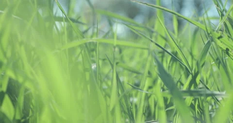 Bright spring grass, the camera moves through the grass close to the ground Stock Footage 131387763