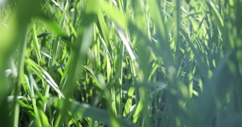 Bright spring grass, the camera moves through the grass close to the ground Stock Footage 131388249