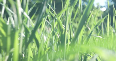 Bright spring grass, the camera moves through the grass close to the ground Stock Footage 131388431