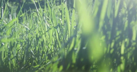 Bright spring grass, the camera moves through the grass close to the ground Stock Footage 131388551