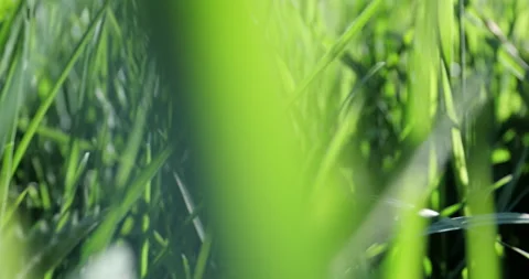 Bright spring grass, the camera moves through the grass close to the ground Stock Footage 131393589