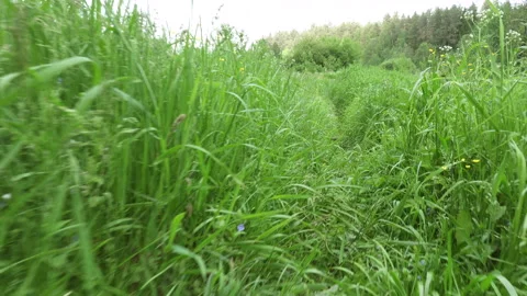 Bright spring grass, the camera moves through the grass close to the ground Stock Footage 132727853