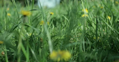 Bright spring grass Stock Footage 130343133