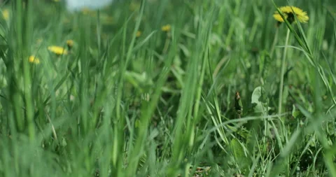 Bright spring grass Stock Footage 130343256