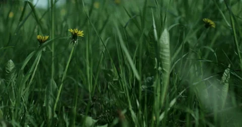 Bright spring grass Stock Footage 130343617