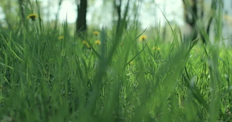 Bright spring grass Stock Footage 130343997