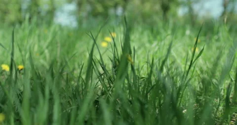 Bright spring grass Stock Footage 130344476