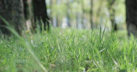 Bright spring grass Stock Footage 130345706