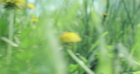 Bright spring grass Stock Footage 130345973
