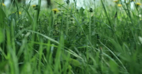 Bright spring grass Stock Footage 130346118