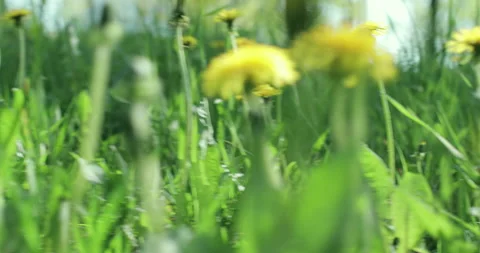 Bright spring grass Stock Footage 130346329