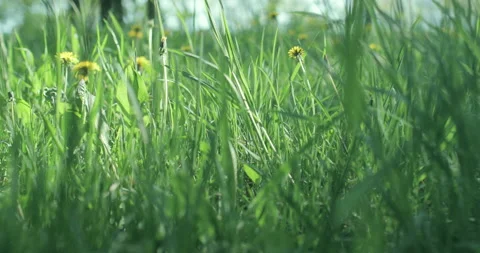 Bright spring grass Stock Footage 130346649