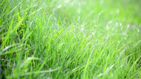 Bright spring grass in  wind Stock Footage 62690850