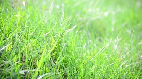Bright spring grass in  wind Stock Footage 62690879