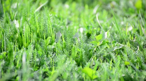 Bright spring grass in  wind Stock Footage 62690894