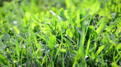 Bright spring grass in  wind Stock Footage 62690926