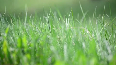 Bright spring grass in  wind Stock Footage 62690941