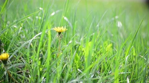 Bright spring grass in  wind Stock Footage 62690962