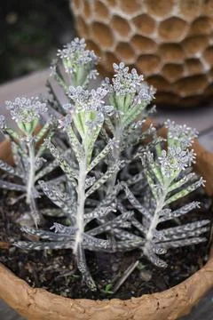 Bright spring leaves on the tree Stock Photos