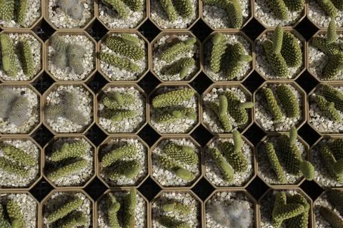 Bright spring leaves on the tree Stock Photos