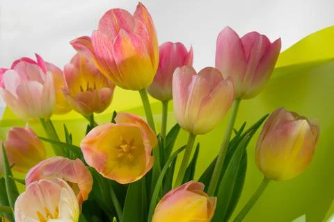 Bright spring multi-colored tulips in a bouquet close-up. Foto stock