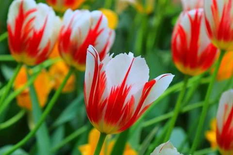 Bright spring red and white charming tulips Stock Photos