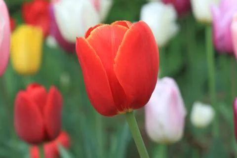 Bright spring red tulip charming with its beauty Stock Photos