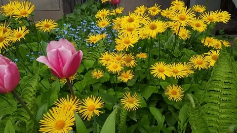 Bright spring summer flowers in garden. Floral background. Stock Footage 243377306