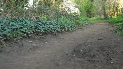 Bright Spring Summer sun rays shine on an empty hiking trail crossing colorful Stock Footage 173290113