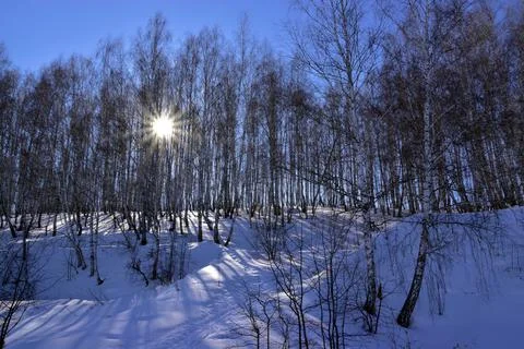 The bright spring sun shines through a rare young birch forest and forms radi Stock Photos
