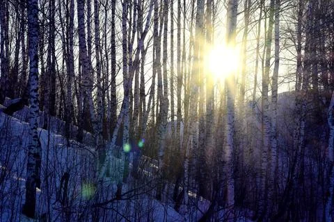 The bright spring sun shines through a rare young birch forest and forms radi Stock Photos