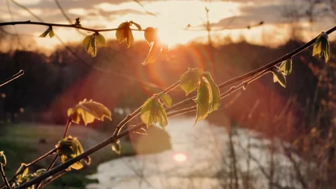 Bright spring sunset against the backdrop of blossoming green leaves and the Video stock 205256270