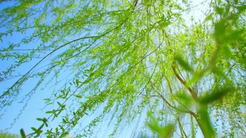 Bright spring sunshine fluttering willow branches Stock Footage 257289478