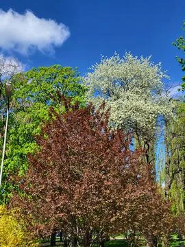 Bright spring trees with fresh blossoms Stock Photos