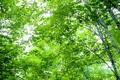 Bright Spring Trees Stock Photos