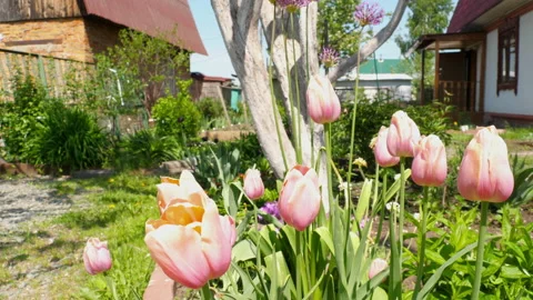 Bright spring tulip flower Stock Footage 156046163