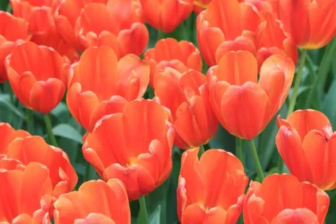 Bright spring tulips close to each other Stock Photos