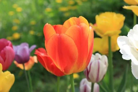 Bright spring tulips of different colors Stock Photos