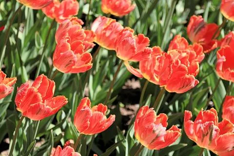 Bright spring tulips in the sun Stock Photos