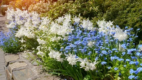 Bright Spring White and Blue Flowers Fresh Nature Field Landscape Background Stock Footage 99521019