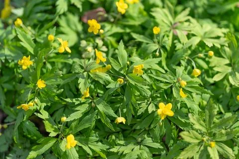 Bright spring yellow flowers in patch, lively cluster of open blooms and fres Stock Photos